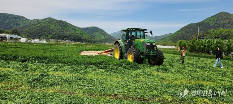 고성군, 논재배 알팔파 올해 첫 수확