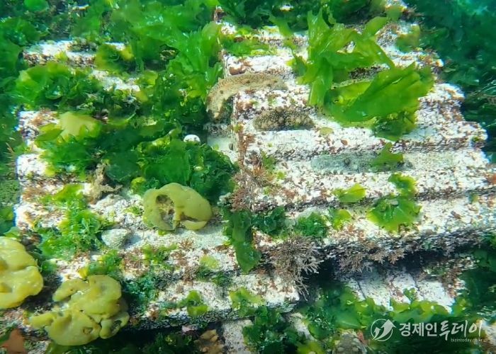 포항 구룡포 해역의 해삼 인공 서식장.