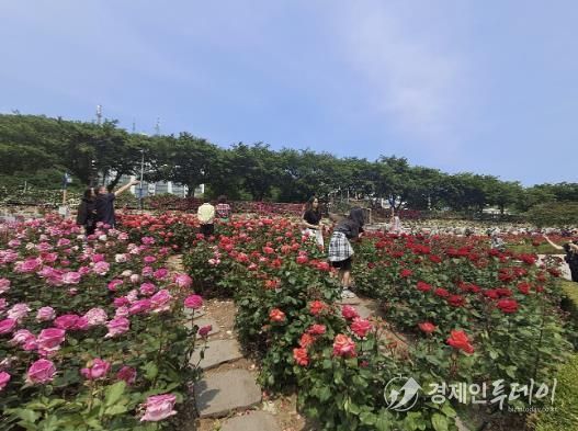 2025 삼척 장미축제 성료