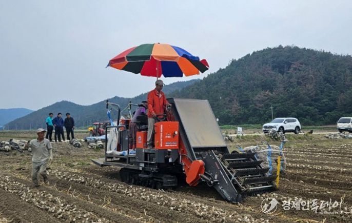 창녕군이 장기임대한 자주식 톤백수집기를 활용해 마늘 수확 작업을 진행하는 모습