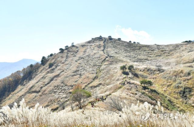 정선군, 민둥산 억새 군락지 생육환경 개선 추진 ‘전국 대표 사계절 관광지 도약’