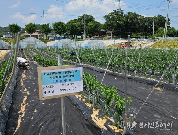 임실군, 지역전략작목(고추) 경쟁력 강화 박차