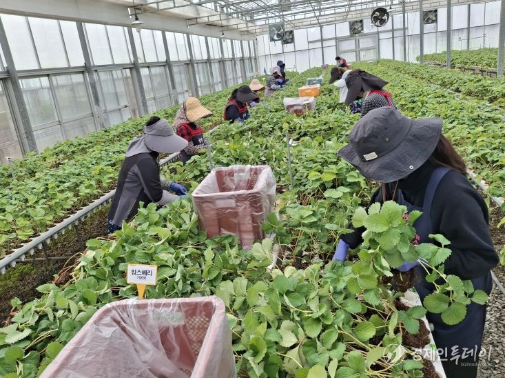 충남도 딸기 무병묘 보급