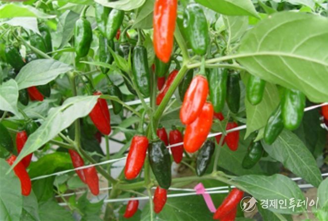 오이모자이크바이러스, 역병, 포티바이러스, 토마토반점시들음바이러스 저항성 자원(IT229195)