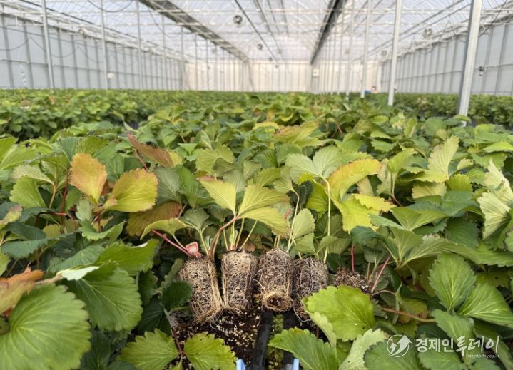 조직배양 딸기 우량묘 공급