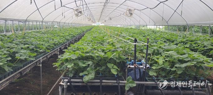 지역특화작목 ‘딸기묘’, 프리미엄 시장 도약 발판