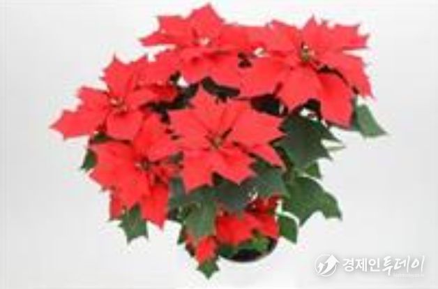 밝은 빨강, 잎이 갈라진 ‘플레임’