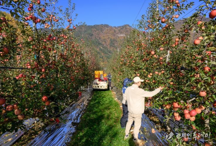 정선군, 스마트 과수원 재배면적 확대·시설 현대화