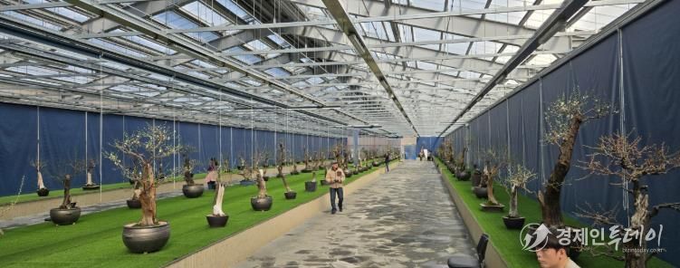 한국선비매화공원 분매원에 매화 분재들이 전시된 모습